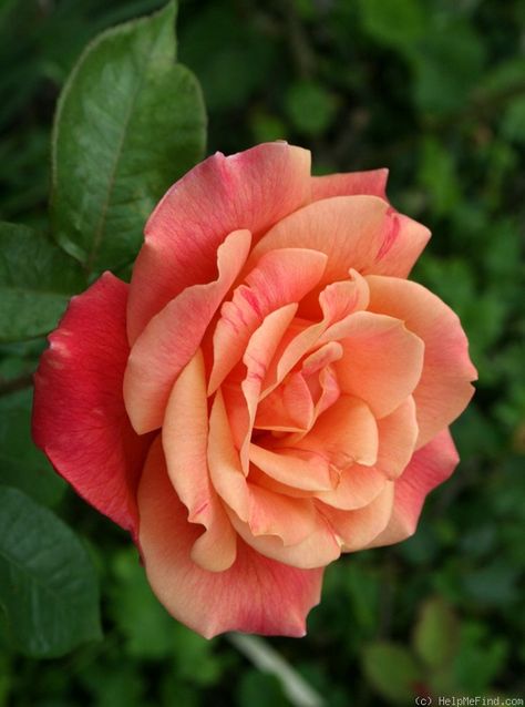 Hybrid Tea Rose: Rosa 'Autumn' ~ by Calif Sue via helpmefind.com Hybrid Tea Rose, Fleur Orange, Autumn Rose, Coming Up Roses, Hybrid Tea Roses, Rose Photos, Pretty Roses, Orange Roses, Tea Rose