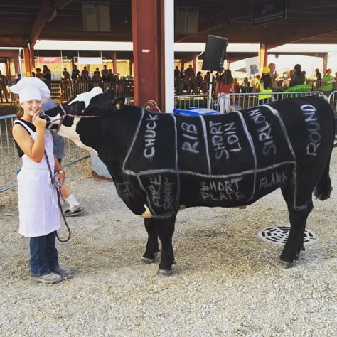 Cow Costumes, Cattle Showing, 4h Fair, Livestock Judging, 4h Ideas, Show Steers, Halloween Cow, Show Cows, Cow Costume