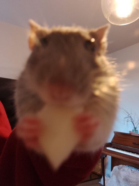 Rat Eating Cheese, Rat Eating, Rats Cute Aesthetic, Pet Rats Cute Pictures, Rat Meme, Funny Rats, Cute Pets, Funny Pet Rat Memes, Cute Rats