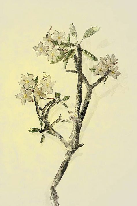 Frangipani Painting, Frangipani Tattoo, Frangipani Tree, Botanical Prints Free, Plumeria Tree, Contemporary Botanical Art, Beautiful Pencil Drawings, Frangipani Flower, Tattoos To Cover Scars