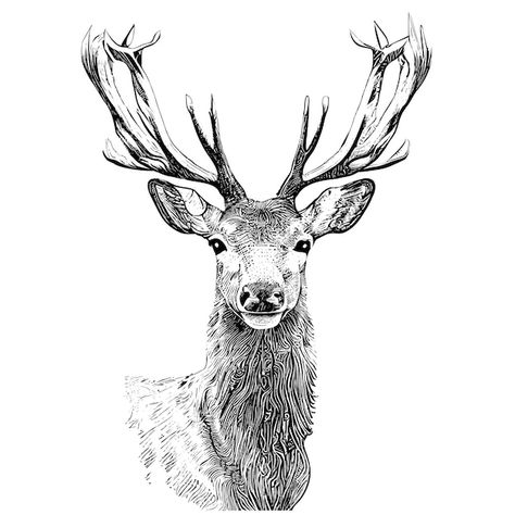 Deer head portrait sketch hand drawn eng... | Premium Vector #Freepik #vector #deer-antlers #deer-head #deer-horn #stag Young Buck, Premium Vector, Deer, Sketch, Canvas, White, Home Decor, Home Décor