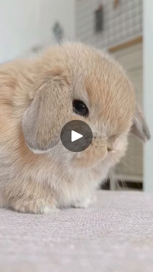 2.4K views · 204 reactions | little one🤩🐰😍
.
.
.
#viralreelsシ #reels #trending #Pet #funny #viral #rabbit #bunny #fun | Eliza J. Andrade | Piano Fruits Music · Married Life Bunnies Cute, Pet Funny, Mini Lop, Eliza J, Married Life, Cute Bunny, Bunny Rabbit, Rabbits, Husky