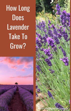 How long does lavender take to grow? The answer to this depends on whether you're growing from seeds, cuttings or purchased nursery plants. Check out the entire article to find out more. Growing From Seeds, Grow Lavender, Nursery Plants, Seed Raising, Lavender Seeds, Growing Lavender, Urban Gardens, Mediterranean Plants, Rooting Hormone