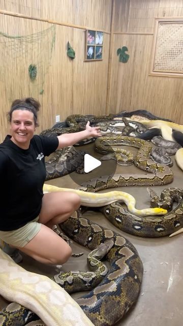 The Reptile Zoo on Instagram: "What’s in the secret room 🤔 Snakes!🐍 😅 i’m sure you could’ve guessed that one!👏 these lovely ladies, were stretching and hanging out together. Always awesome to show you guys a glimpse of the zoo life😁🙌🙌 halfway through the week! 
•
•
•
•
•
•
•
#reptile #animals #zoo #zoolife #zookeeper #reptilelovers #animallovers #reel #reels #igreels #instapost #instagood #almostfriday #cuteajimals #giant #giantsnake #snake #snakes" Snake Room, Reptile Zoo, Giant Snake, Reptile Room, Zoo Keeper, Secret Room, Almost Friday, Reptile Snakes, Secret Rooms