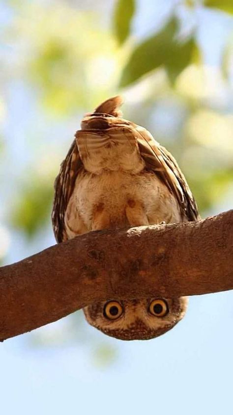 Funny Owls, Owl Pictures, Beautiful Owl, 웃긴 사진, Appaloosa, Pretty Birds, Quarter Horse, Sweet Animals, 귀여운 동물