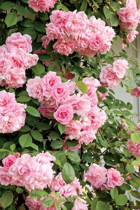 Our Favorite Climbing Roses Thornless Climbing Roses, Roses Trellis, Pruning Climbing Roses, New Dawn Climbing Rose, Climbing Roses Trellis, White Climbing Roses, Rose Garden Ideas, Rose Garden Landscape, Rose Plant Care