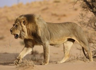 Big Cat Species, Lion Walking, Lion Sketch, Free Jigsaw Puzzles, Common Fears, Lions Photos, Puzzle Collection, Lion Wallpaper, Cat Reference