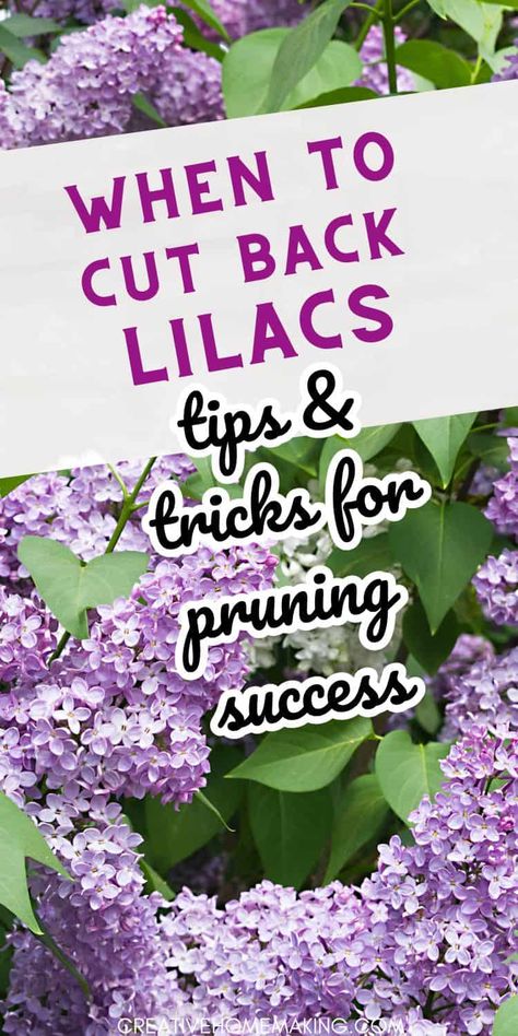 If you want your lilacs to thrive, it's important to know when to give them a trim. The ideal time to cut back lilacs is in late spring or early summer, once the blooms have faded. This will help keep the plant healthy and encourage strong growth. Check out our guide to lilac care for more tips and tricks! When To Trim Lilac Bushes, Trim Lilac Bush, Trimming Lilac Bushes, When To Prune Lilac Bushes, How To Trim A Lilac Bush, How To Prune Lilac Bush, How To Trim Lilac Bushes, Pruning Lilac Trees, Planting Lilac Bushes