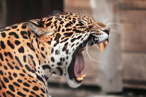 Jaguar Side Profile, Tarzan Illustration, Jaguar Profile, Jaguar Roaring, Jaguar Portrait, Jaguar Pictures, Animals Inspiration, Art Sources, Mexico Tattoo