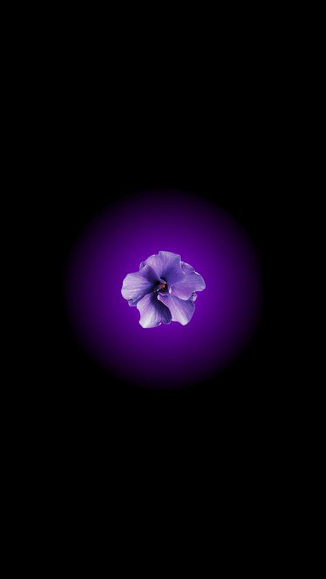 #flowers #flower #floweraesthetic #wallpapers #wallpaper #cute #cutewallpaper #purple #purpleaesthetic Purple Flower Lockscreen, Black Purple Wallpaper, Purple And Black Wallpaper, Flower Lockscreen, Black And Purple Wallpaper, Purple Flowers Wallpaper, Attitude Problem, Wallpaper Cute, Purple Wallpaper