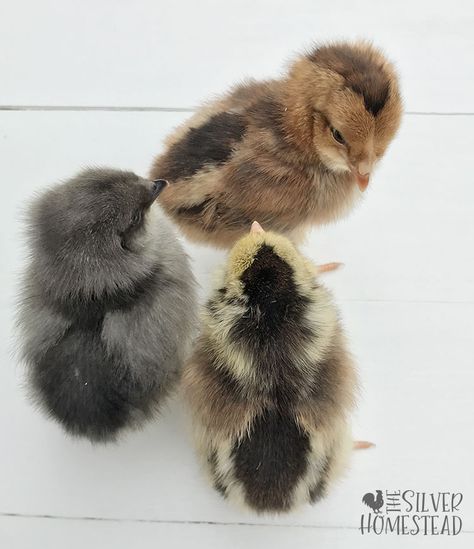 How to Identify Male & Female Chicks - Silver Homestead How To Tell Male And Female Chicks, Easter Eggers Chickens, Easter Eggers Eggs, Silver Homestead, Buff Orpington Chickens, Easter Egger Chicken, Buff Orpington, Male Vs Female, Easter Eggers