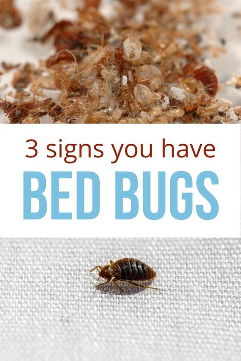 Do you know how to find bed bugs? Here are 3 signs you have bed bugs, plus learn where to look for the pests. Knowing where to find bed bugs will help you get rid of them. #bedbugs #diypestcontrol #bedding How To Get Rid Of Bed Bugs For Good, Bed Bugs How To Get Rid Of Diy, Getting Rid Of Bed Bugs Fast, How To Check For Bed Bugs, How To Get Rid Of Bed Bugs Fast Diy, Get Rid Of Bed Bugs Fast Diy, Bed Bugs How To Get Rid Of Fast, Bedbugs Removal Diy, Bed Bugs How To Get Rid Of