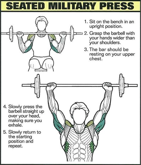 Problem with the seated military press for shoulder. Learn here how to do it step by step with correct form. #shoulder #exercise #workout #diet #howtodo #beginner #plan Fitness Workout For Beginners, Shoulder Exercise, Tuesday Workout, Workouts Exercises, Study Info, Best Shoulder Workout, Burn Fat Build Muscle, Full Body Training, Push Workout