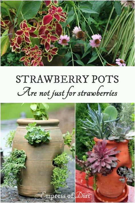 Strawberry pots can be used for a variety of plants including various herbs, perennials, and annuals. Terra Cotta Strawberry Pot Ideas, Strawberry Pot Planting Ideas, Other Uses For Strawberry Pots, Strawberry Pots Ideas Plants, Strawberry Pot Ideas, Strawberry Jar Planter Ideas, Strawberry Pot, Strawberry Pots, Strawberry Planters