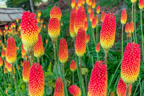 Red Hot Poker Plant, Red Hot Poker, Mediterranean Plants, Garden Stand, Evergreen Plants, Flower Spike, Hardy Perennials, Drought Tolerant Plants, Growing Seeds