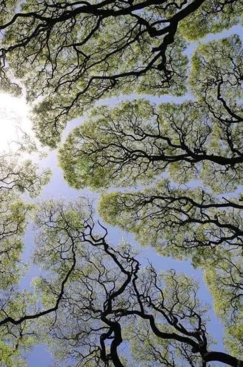 Photographer not identified Crown Shyness, Hiking Photography, Earth Signs, Green Landscape, Patterns In Nature, Green Aesthetic, Natural World, Looking Up, The Great Outdoors