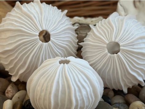 Sea Urchin Shells, Shell Sculpture, Sea Urchin Shell, Sea Sculpture, Seashell Wall Art, Coquille Saint Jacques, 3d Files, Sea Life Art, Pottery Handbuilding