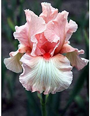 Yard Trees, Arty Ideas, Garden Retreat, Hosta Plants, Gladioli, Iris Garden, Trees Nature, Beautiful Plants, Wafer Paper