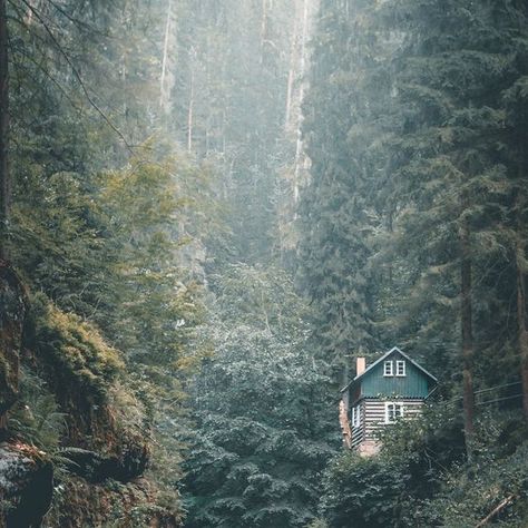 Marina Miracle Skincare (UK) on Instagram: "Weekend mood - cosy cabin in the Norwegian forest. Would you want to stay here? 🌿" Brain Retraining, Norwegian Cabin, Cosy Cabin, Weekend Mood, Norwegian Forest, Norway, Brain, Cabin, Forest