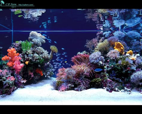 (2) SCAPEspiration!! What are your favorite aquascapes? | REEF2REEF Saltwater and Reef Aquarium Forum Reef Aquascape, Modern Fish Tank, Reef Tank Ideas, Reef Aquascaping, Reef Tank Aquascaping, Aquarium Saltwater, Salt Water Tanks, Salt Water Fish Tank, Saltwater Fish Tank