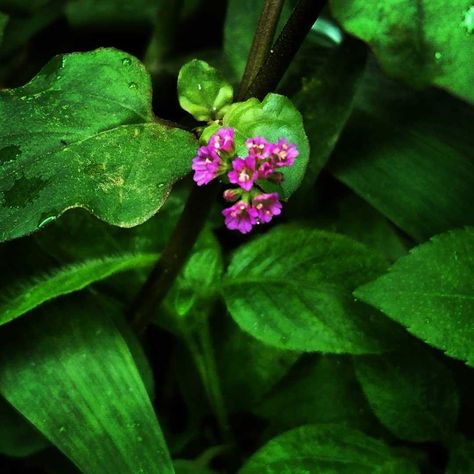 Four O Clock, Green Vegetables, Herbal Medicine, O Clock, Flowers Photography, The Four, Purple Flowers, Pain Relief, Planting Flowers