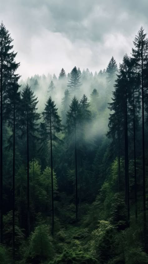 Pine forest nature vegetation outdoors.  | premium image by rawpixel.com Forest Wallpaper Iphone, Cloud Scenery, November Writing, Landscape Sketching, Background Journal, The Hanging Tree, Wallpaper Jungle, Wild Sea, Iphone Wallpaper Backgrounds