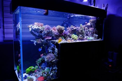 180g drop-off tank - Reef Central Online Community Salt Water Aquarium, Coral Reef Aquarium, Cool Fish Tanks, Saltwater Fish Tanks, Marine Tank, Reef Tanks, Fish Tank Ideas, Nature Aquarium, Salt Water Fish