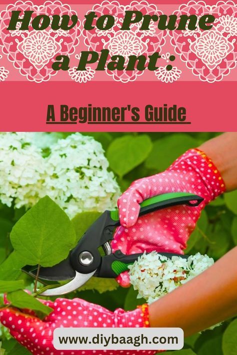 Having the knowledge to prune plants in the appropriate manner is an essential component of gardening. We are here to assist you in making plans and getting ready for the upkeep and care of your trees and shrubs so they can give you years of beauty and functionality. Pruning Plants, Growing Cucumbers, Indoor Trees, Tree Pruning, Crape Myrtle, Abyssinian, Flowering Shrubs, New Growth, Trees And Shrubs