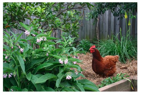 Chook Pen, Training Chickens, Plastic Lattice, Insect Eggs, Animal Footprints, Screen Plants, Chicken Health, Keeping Chickens, Free Range Chickens