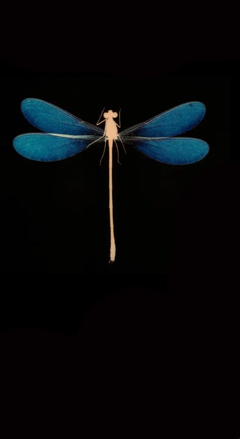 Lock Screens, Dragonflies, Wallpaper Ideas, Ideas De Fondos De Pantalla, Phone Wallpapers, Art Wallpaper, Bugs, Insects, Phone Wallpaper