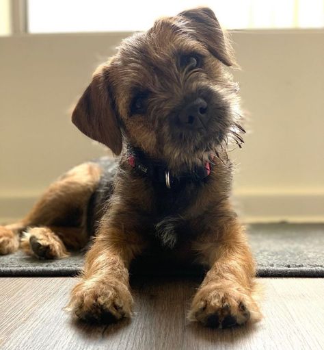 14 Amazing Facts About Border Terriers | PetPress Border Terrier Puppy, Brown Dogs, Border Terriers, Irish Terrier, Dog Grooming Business, Terrier Breeds, Family Pets, Terrier Puppy, Border Terrier