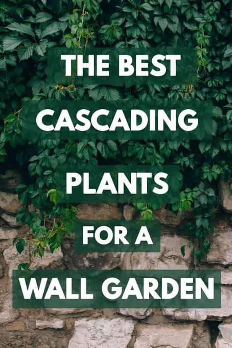 The Best Cascading Plants for a Wall Garden – Garden Tabs Cascading Plants, Mos Wand, Wall Climbing Plants, Creepers Plants, Vertical Garden Plants, Garden Wall Designs, Vertical Garden Design, Vertical Garden Wall, Vertical Farming