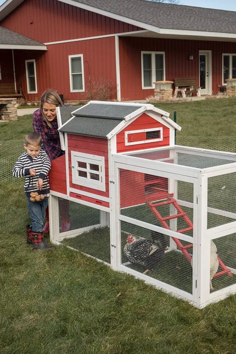 Best Laying Chickens, Chicken Coop Kit, Urban Chicken Farming, Best Egg Laying Chickens, Laying Chickens, Portable Chicken Coop, Egg Laying Chickens, Chicken Farming, Urban Chickens