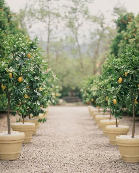 sweetstroll:  sweetstroll  (via Pin by Handmade Gallery (Saimy Rodriguez) on Gardens, courtyards, ter…) Lemon Trees, European Garden, Gravel Garden, Terracotta Planter, Potted Trees, Lemon Tree, Dream Garden, Fruit Trees, Garden Inspiration