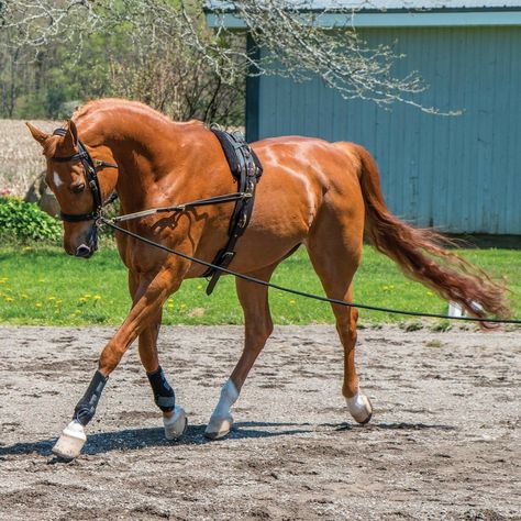 Horse Lunging, Lunging Horse, Horse Training Exercises, Horse Riding Tips, English Horse, Horse Dressage, Horse Gear, Most Beautiful Horses, Appaloosa Horses