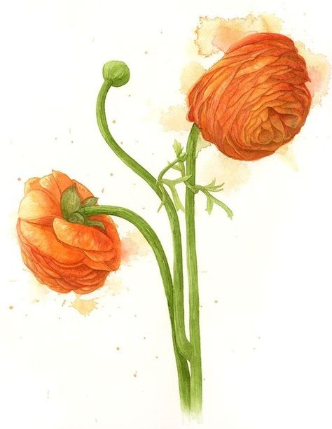 Orange Ranunculus Buttercup Tattoo, Ranunculus Asiaticus, Persian Buttercup, Orange Ranunculus, Botanical Sketchbook, Vintage Botanical Illustration, Ranunculus Flowers, Fleur Orange, James Audubon