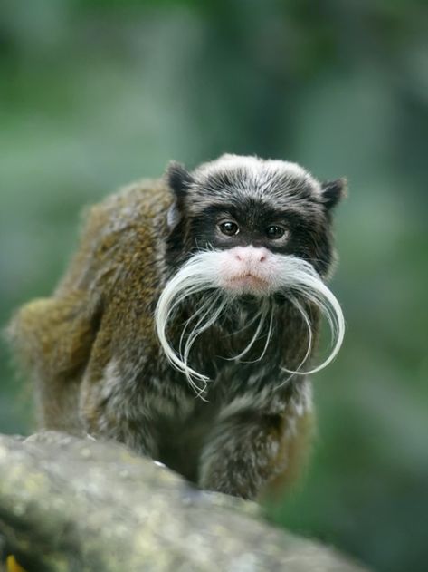 This is the emperor tamarin (Saguinus imperator)! A small monkey who sports a distinctive mustache. Named for German Emperor Wilhelm II, who was known for his impressive mustaches. Endemic to Bolivia, Brazil, Colombia, and Peru. They form mixed-species groups with Weddell's saddleback tamarins and Goeldi's marmosets, at times bullying the smaller monkeys from prime feeding spots and other times tossing morsels to their neighbors. Currently widespread with no major threats. Monkey Habitat, Emperor Tamarin, Monkey Species, Marmoset Monkey, Small Monkey, List Of Animals, Animal Groups, Rain Forest, Primates