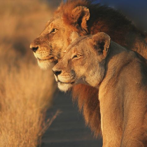 Lion Couple, Lion Safari, Wild Lion, Lion Photography, Lion Love, Lion And Lioness, Lion Images, Lion Pictures, African Lion