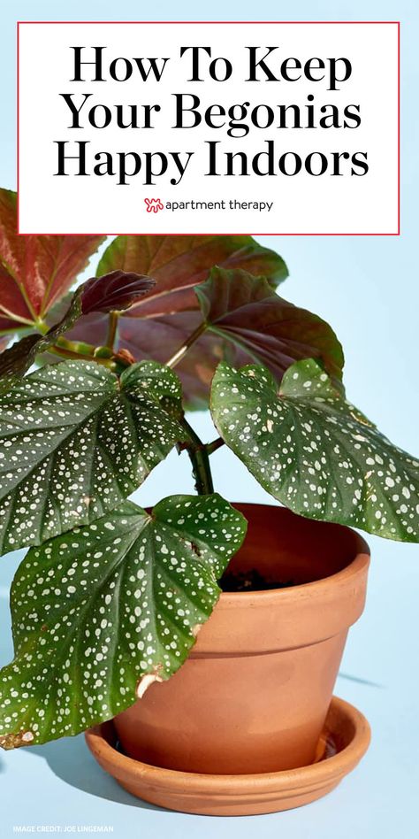 Begonia Plant Care - How to Grow & Maintain Begonia Plants | Apartment Therapy Growing Begonias Indoors, Begonia Indoors Houseplant, Begonias Indoors Houseplant, Indoor Begonia House Plants, Begonia Plant Care, How To Care For Begonias, Spotted Begonia Care, Begonia Rex Care, How To Propagate Begonias