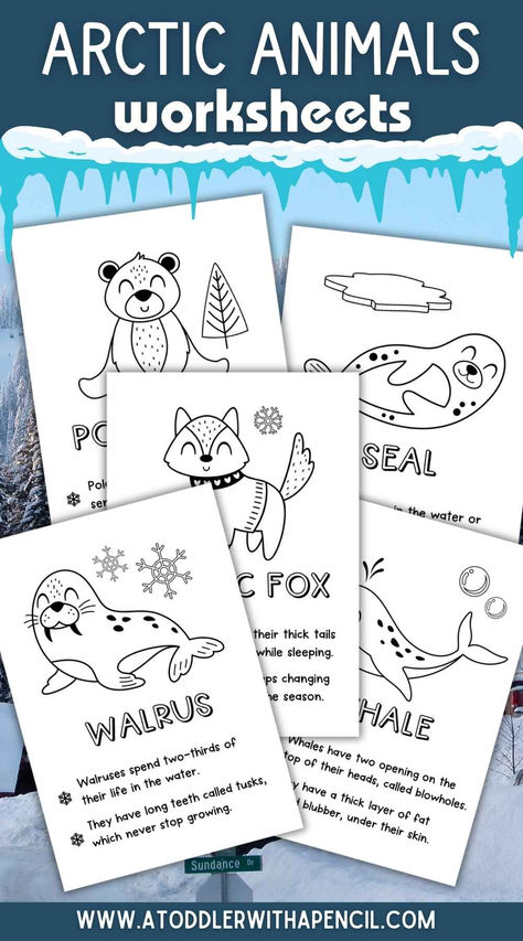 Explore the Arctic with Fun and Learning! ❄️🐾
Introduce your little ones to the wonders of the Arctic with our Arctic Animals Color and Learn Worksheets! 🐧🦭 These engaging printables combine coloring fun with fascinating facts about polar bears, penguins, seals, and more. Perfect for homeschooling, classroom activities, or quiet winter afternoons.

📚✨ Encourage creativity and curiosity—pin now for educational fun that’s as cool as the Arctic! 🌨️ Free Printable Arctic Animals, Arctic Display Classroom, Arctic Animals Math Activities, Arctic Animal Sensory For Toddlers, Seal Preschool Activities, Arctic Animals Anchor Chart, Arctic Habitat Activities, Preschool Polar Animals Activities, Arctic Seal Craft