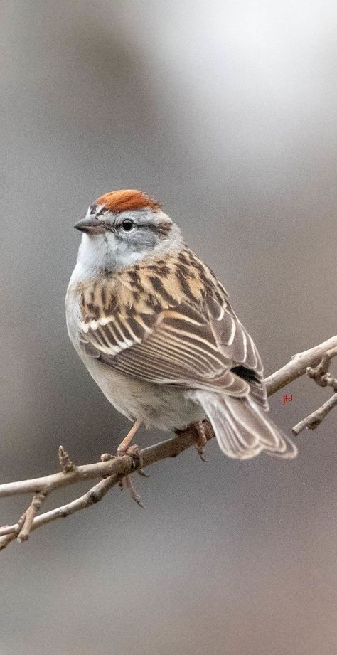 Chipping Sparrow, Bird Sparrow, Sparrow Art, Tattoo Bird, Pet Drawing, Bird Watercolor Paintings, Sparrow Bird, Bird Drawing, Pets Drawing