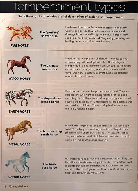 Horse Ground Work, Horse Tack Rooms, Horse Training Exercises, Horse Behavior, Healthy Horses, Horse Knowledge, Horse Exercises, Horse Facts, Horse Care Tips