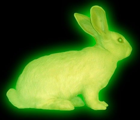 𝕴𝖈𝖊𝖑𝖆𝖓𝖉 𝕱𝖔𝖝 Neon Green, In The Dark, Neon, Green, Animals