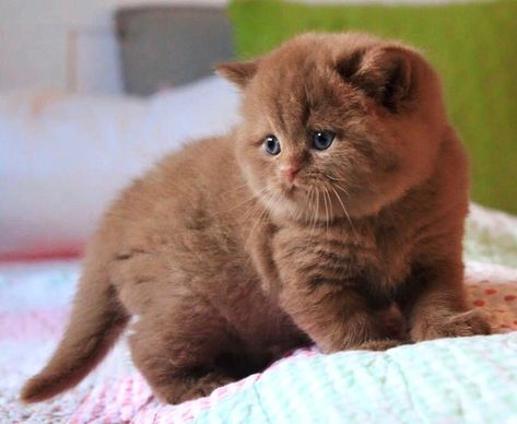 CATS ON FIRE 🔥’s Instagram post: “Rate Willows level of bear factor cuteness from 1 to 10 🧸  Feeling so blessed to have her in my life as well as her beautiful babies 💛…” Scottish Fold Kittens, Brown Kitten, Scottish Fold Cat, Fold Cat, Brain Freeze, British Shorthair Cats, Fancy Cats, Brown Cat, Pretty Dogs