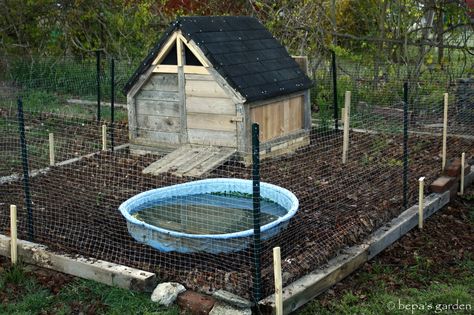 After many, many, ... many months, the duck house is finally finished!          I had originally planned on having it built it before last ... Duck Enclosure Ideas, Duck Ramp, Duck Coop Ideas, Duck Enclosure, Duck House Plans, Backyard Ducks, Small Chicken Coops, Enclosure Ideas, Duck Coop