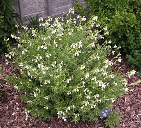 Salvia Greggii ‘White’ White Salvia Plant, White Salvia, Plantas Exterior, Salvia Greggii, Salvia Plants, Autumn Sage, White Autumn, Backyard Plants, Front Landscaping