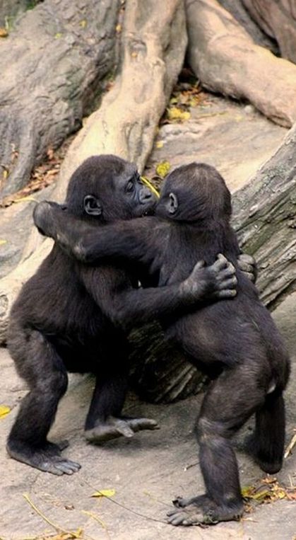 Gorilla baby hug party • The photographer writes, "2 baby Gorillas at the Bronx Zoo hug it out after a game of tag around the fallen tree stump." • photo: Evan Animals on Flickr Animal Hugs, Baby Gorillas, Baby Hug, Great Ape, Animals Friendship, Oldenburg, Primates, Sweet Animals, Animal Planet