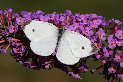 Cabbage White Butterfly. (Pieris rapae) on a butterfly bush flower , #ad, #Butterfly, #Pieris, #Cabbage, #White, #bush #ad Butterfly Spiritual, Butterfly Spirit Animal, Cabbage White Butterfly, Butterfly Information, Cabbage Butterfly, Dragonfly Images, Easy Butterfly, White Butterflies, Spiritual Animal