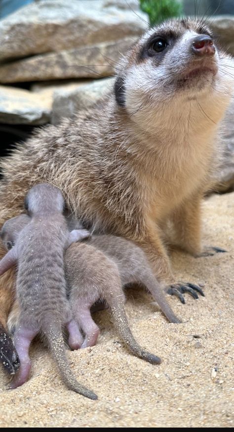 Baby meerkats at the Smithsonian, May, 2023 Marine Biology, May 2023, Apple Blossom, Biology, Blossom, Plants, Animals, Nature