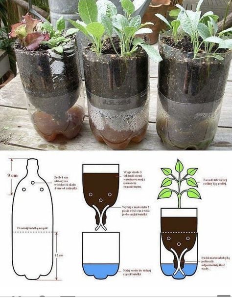 How To Grow Plants, نباتات منزلية, Plants Growing, Recycled Garden, Grow Plants, Bottle Garden, Veg Garden, Landscape Designs, Home Vegetable Garden